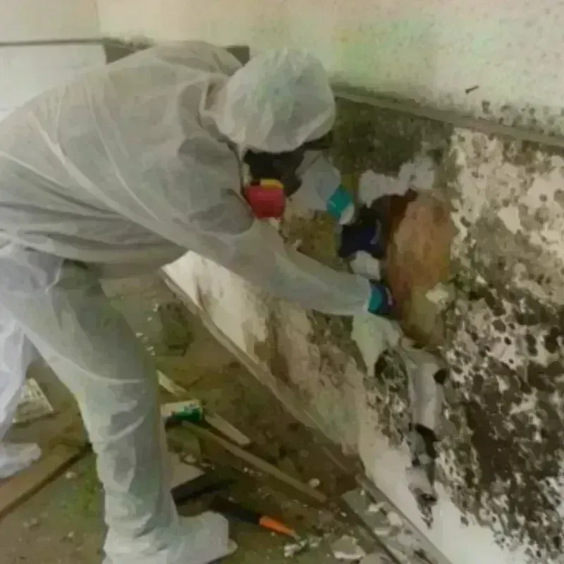 Mold Remediation and Removal in Montpelier, OH